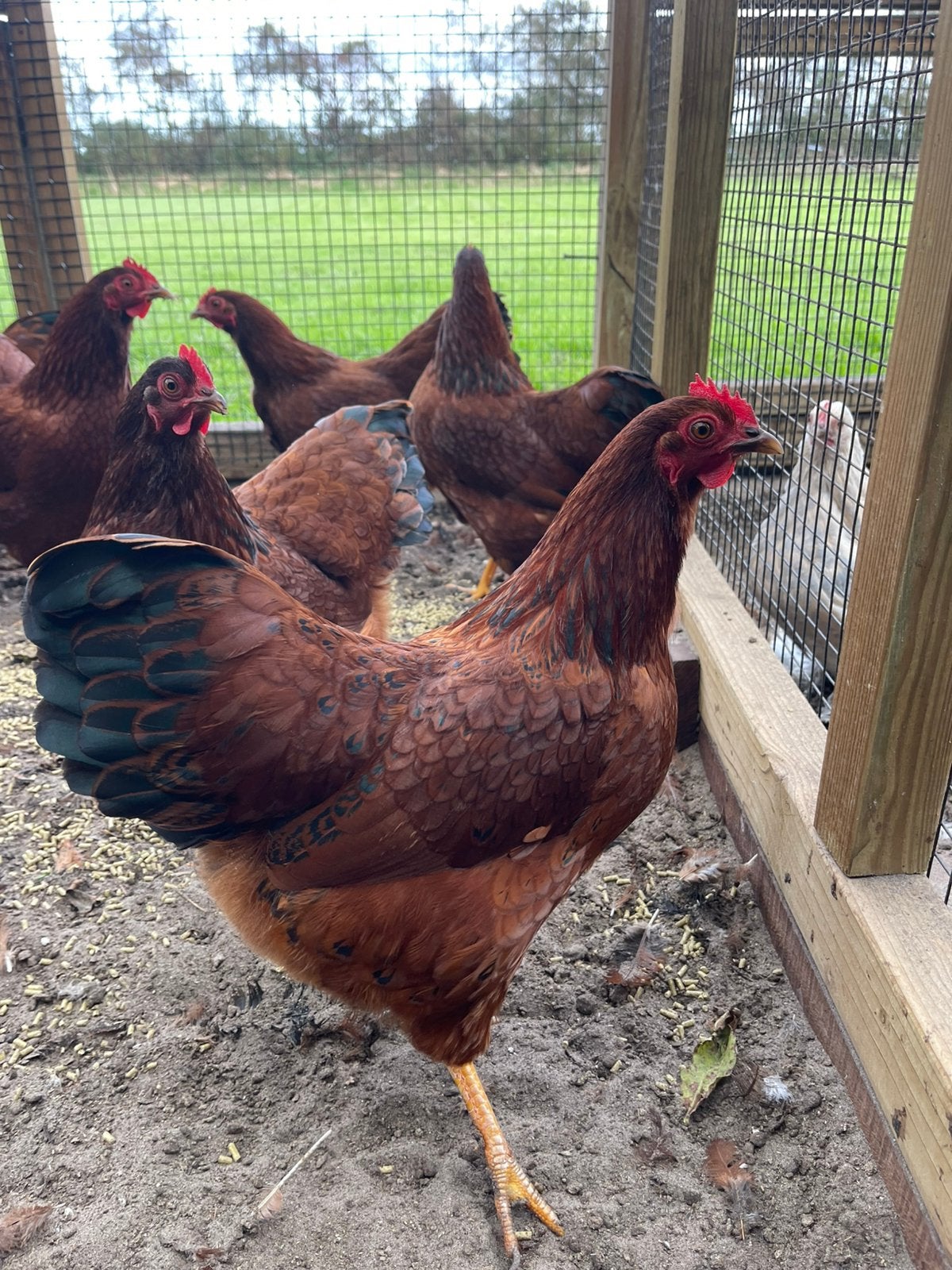 Barnevelder kriel mahonie, Vrouwelijk, Kip