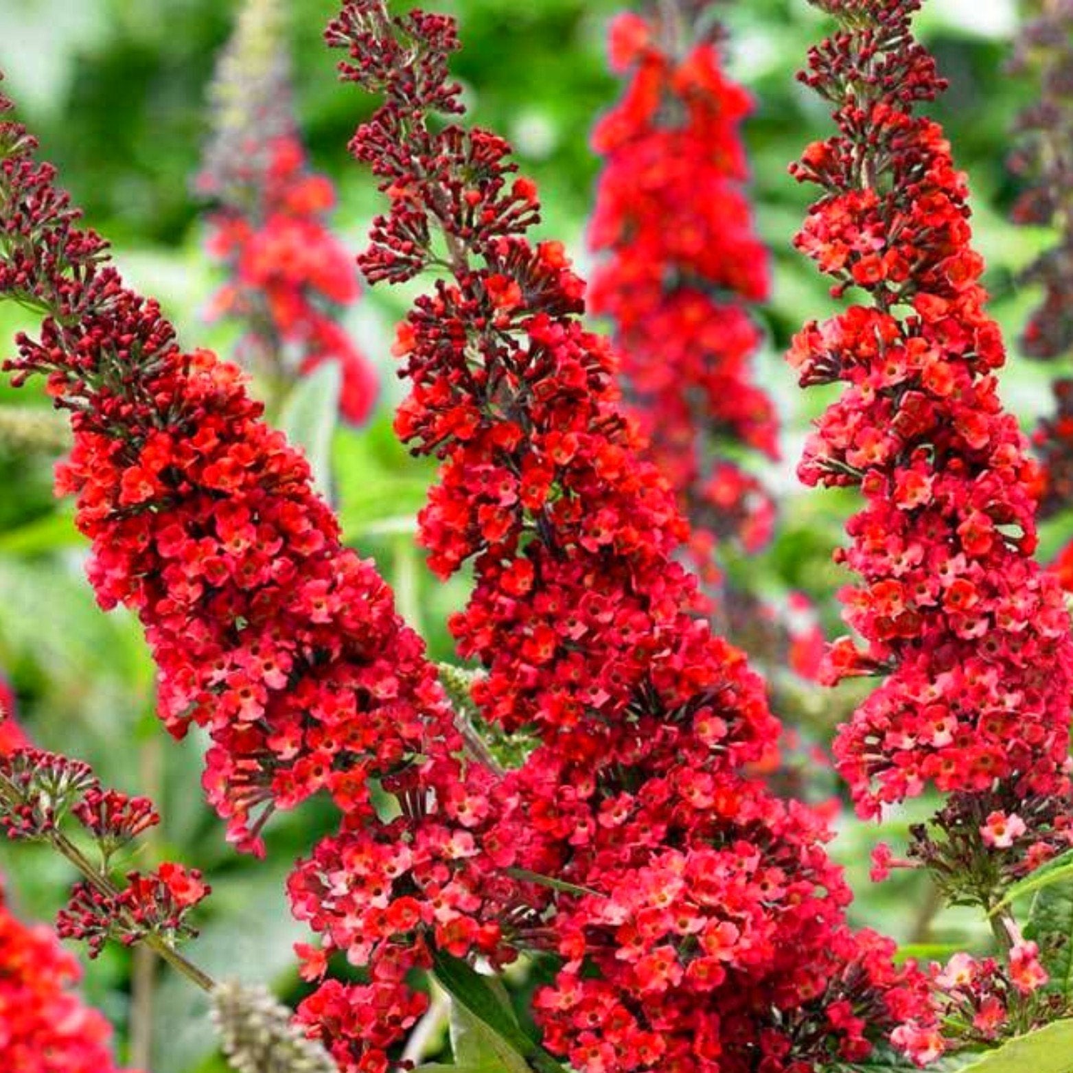 vlinderstruiken 40/50cm C1 potgekweekt buddleja dav., Overige soorten, Volle zon, Vaste plant, Ophalen of Verzenden