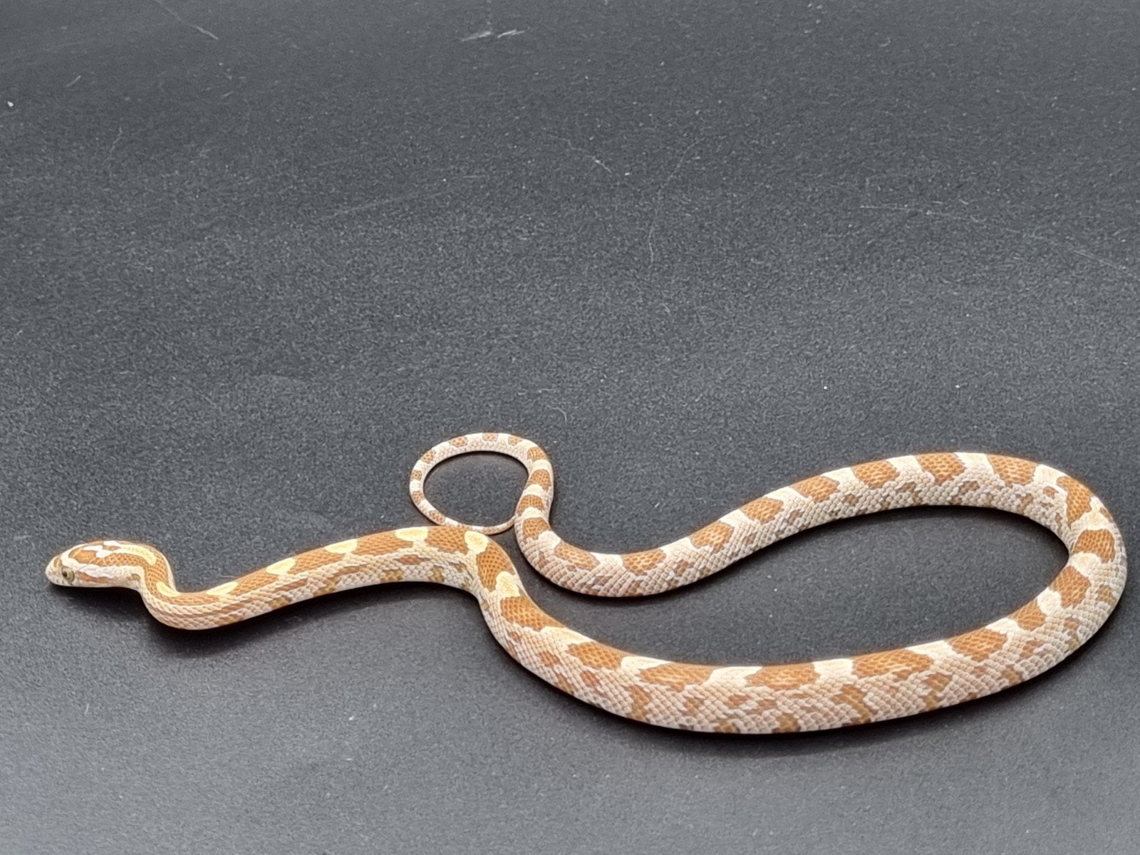 jonge rode rattenslangen - butter, golddust, ultramel, amel Corn Snake photo 8