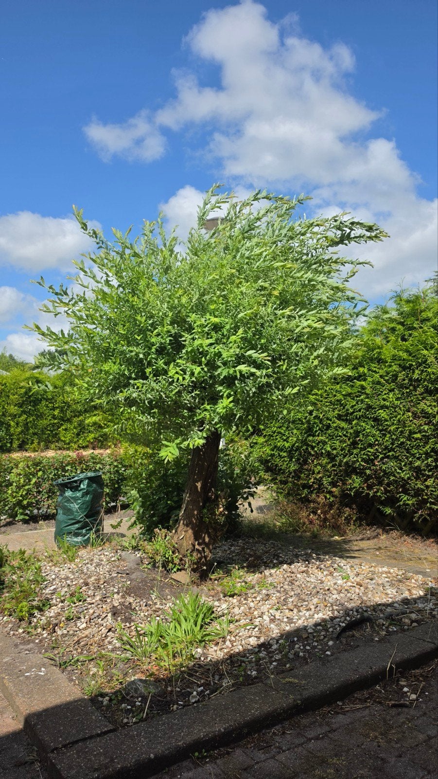Gratis! Japanse Wilg (Salix integra 'Hakuro-nishiki'), Ophalen, Overige soorten, Struik, 100 tot 250 cm
