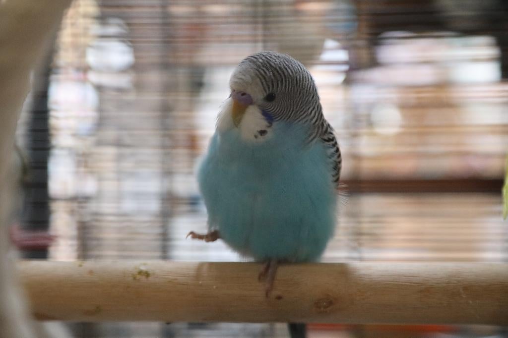 Jonge Baby Grasparkieten | Div. Kleuren | Handtam, Dieren en Toebehoren, Vogels | Parkieten en Papegaaien, Meerdere dieren, Parkiet