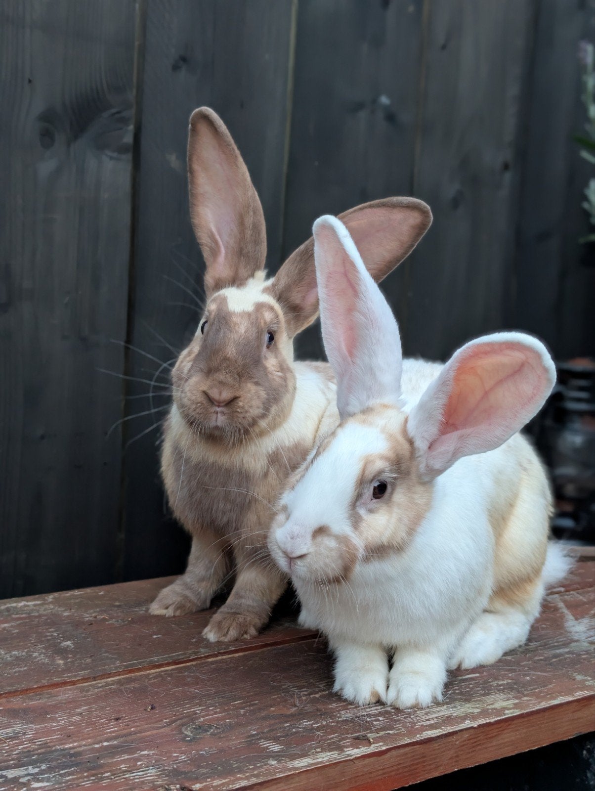 3 prachtige Duitse Reuzen voedsters, Dieren en Toebehoren, Konijnen, Vrouwelijk, Groot