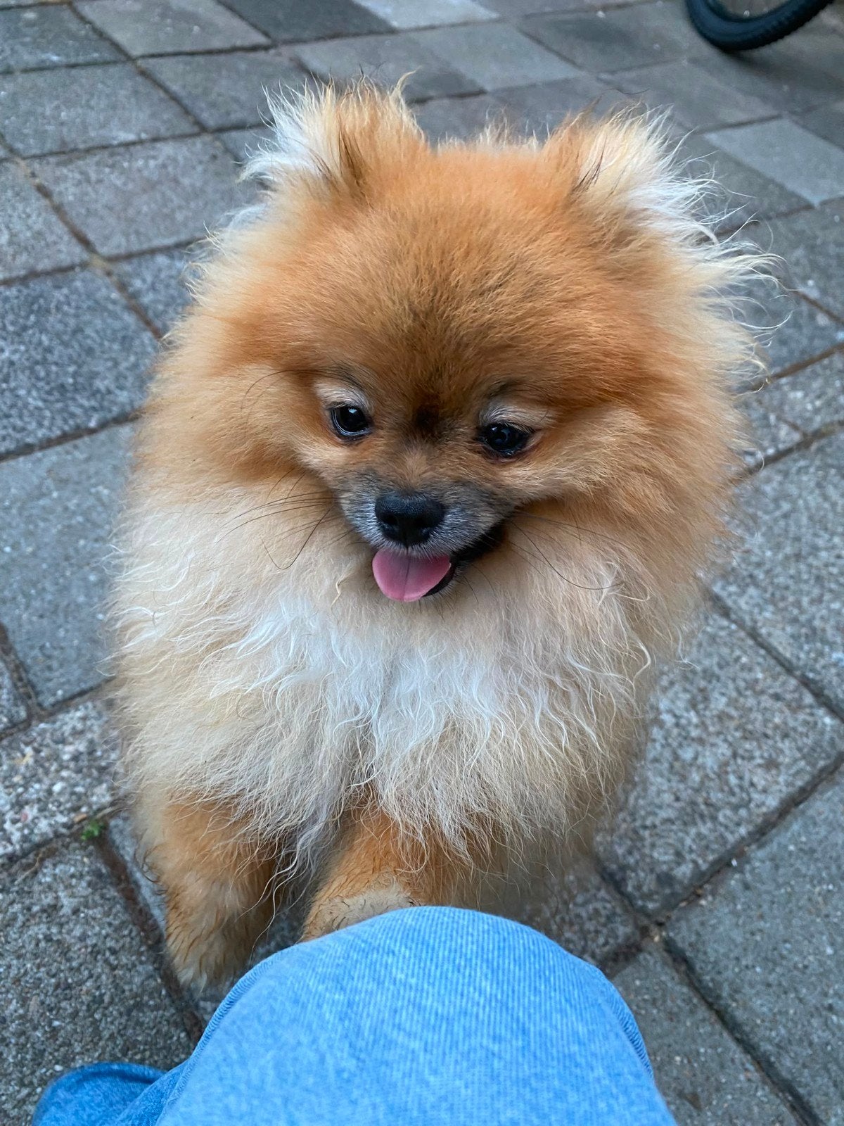 8 maanden oude mannelijke Pomeriaan te koop, Dieren en Toebehoren, Particulier, Keeshond, 15 weken tot 1 jaar, Reu