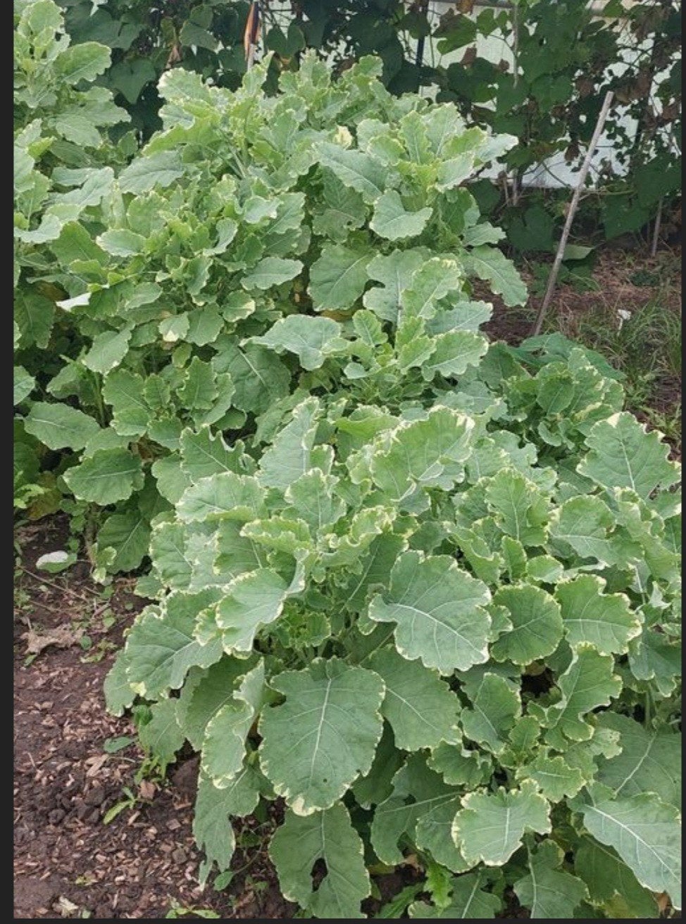 Stekjes Bonte eeuwige moes / eeuwige kool, Ophalen, Eenjarig, Groenteplanten, Volle zon