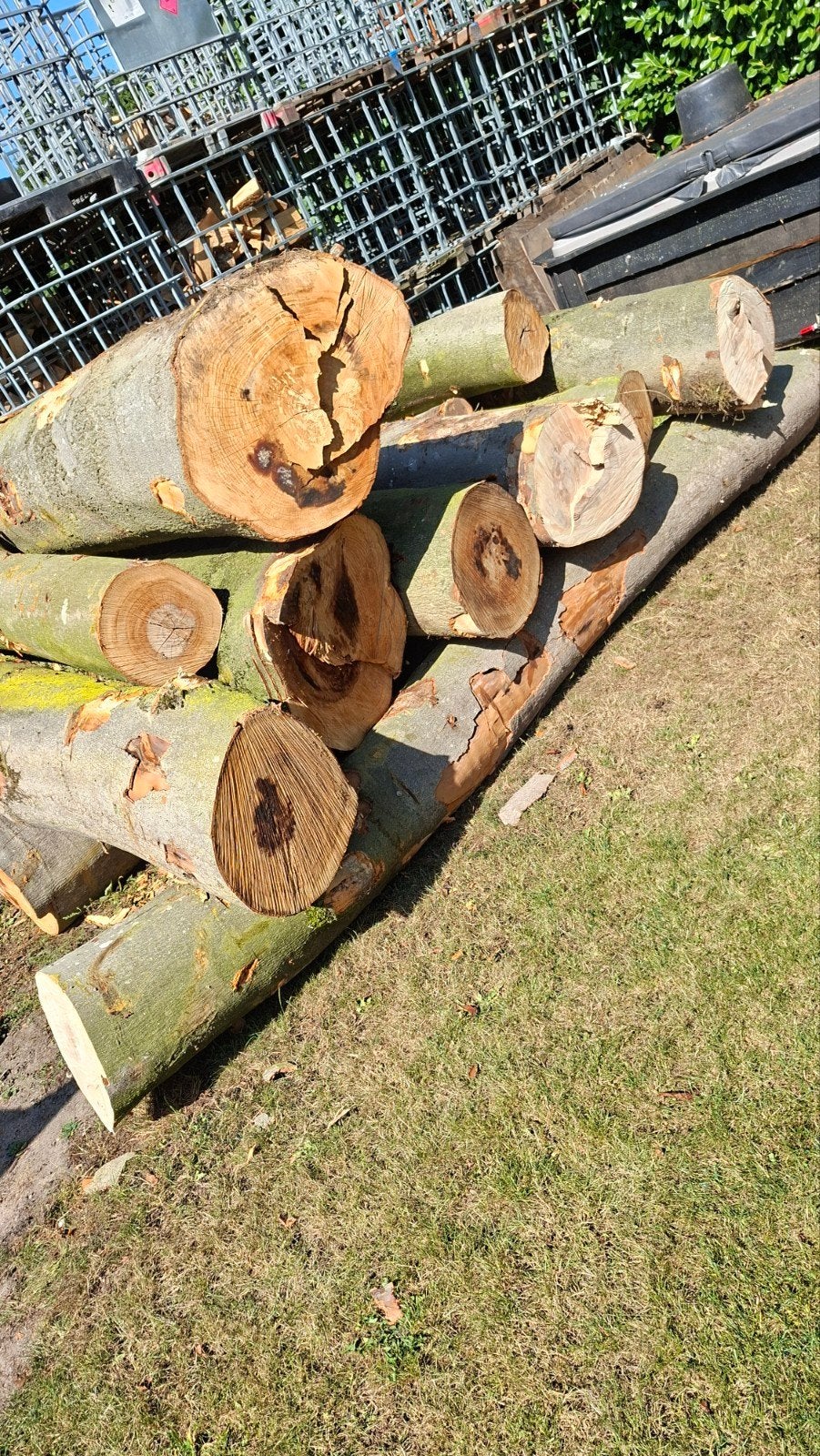 beuken stammen 40 tot 60cm, Ophalen
