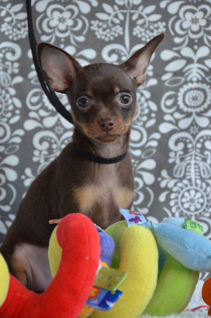 Russkiy Toy pup reutje korthaar FCI stamboom, Fokker | Hobbymatig, 8 tot 15 weken, Buitenland, Parvo