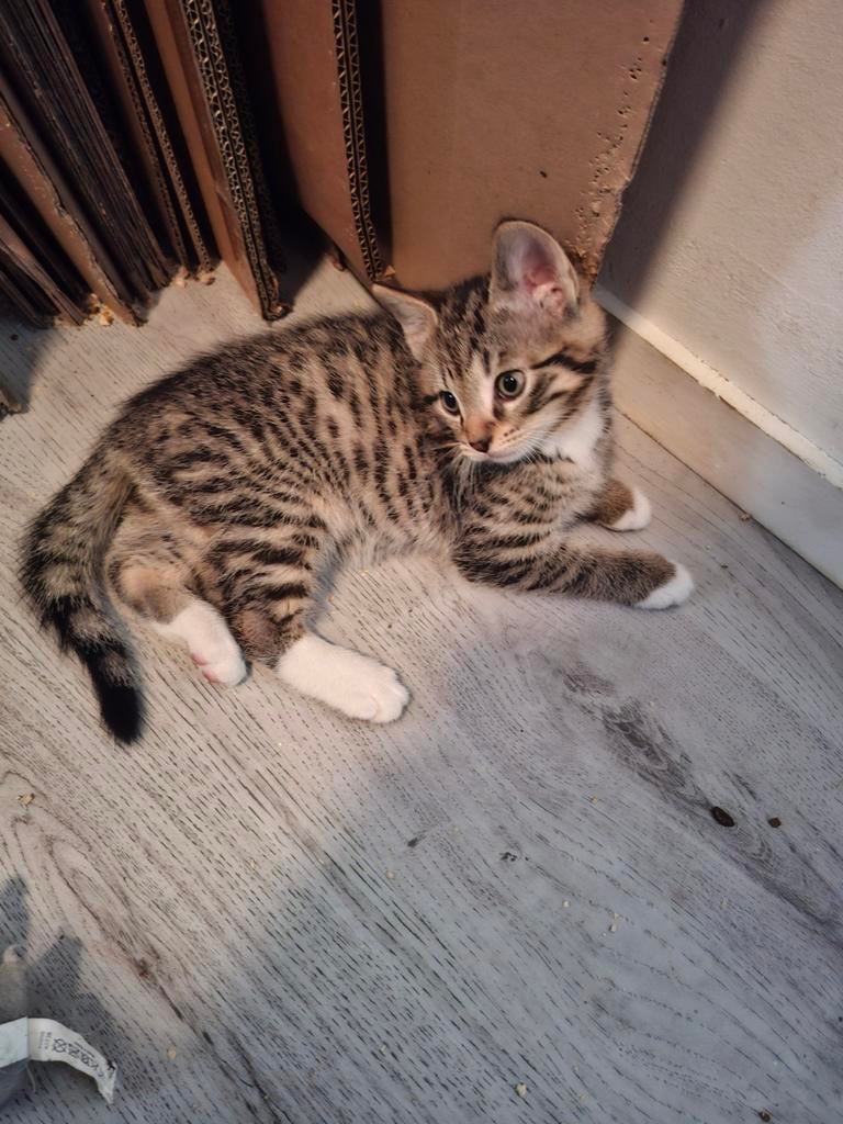 Kittens, Meerdere dieren