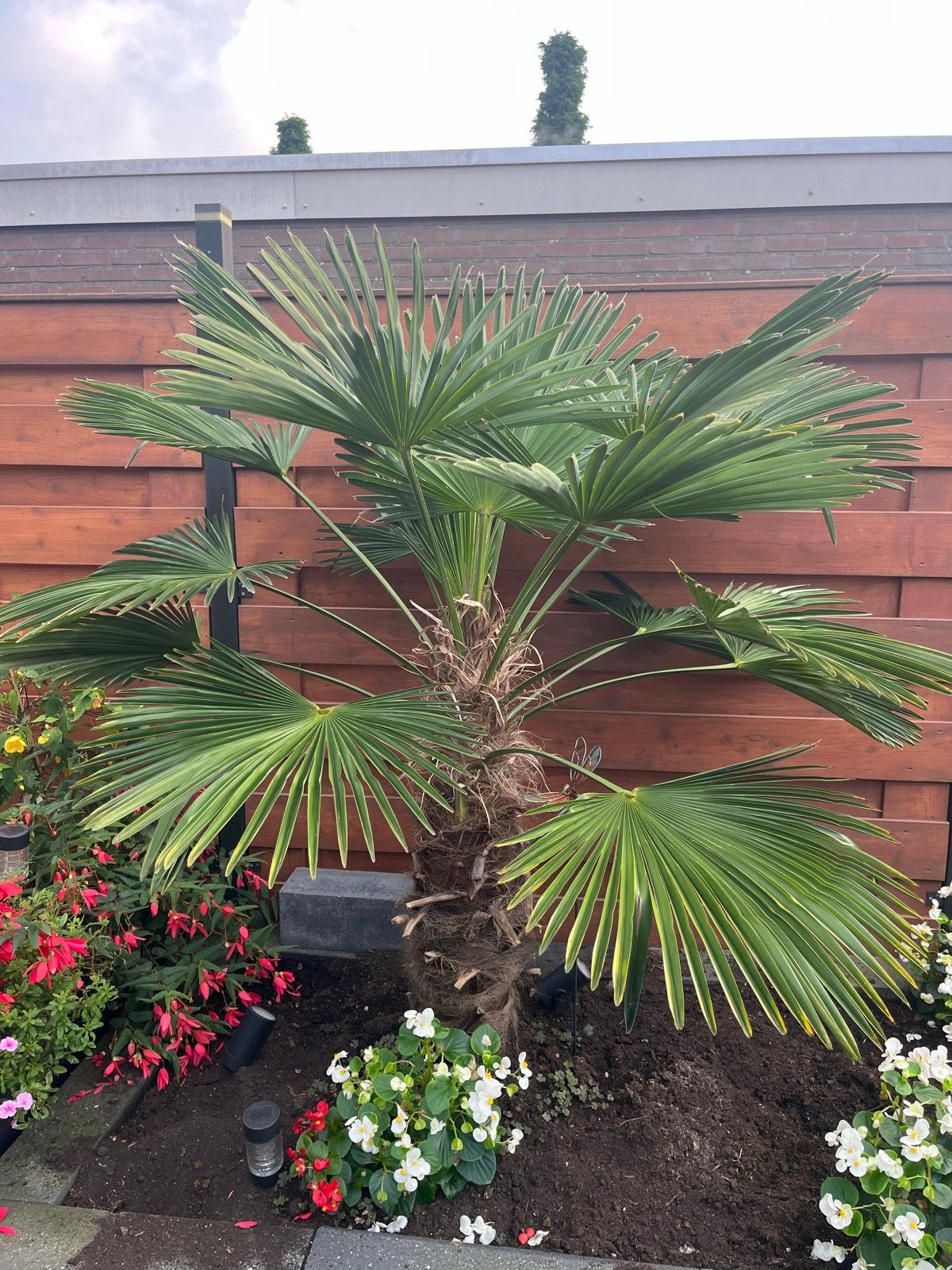 Winterharde Palmboom Trachycarpus Fortunei, Volle zon, Vaste plant, Bloeit niet, Ophalen