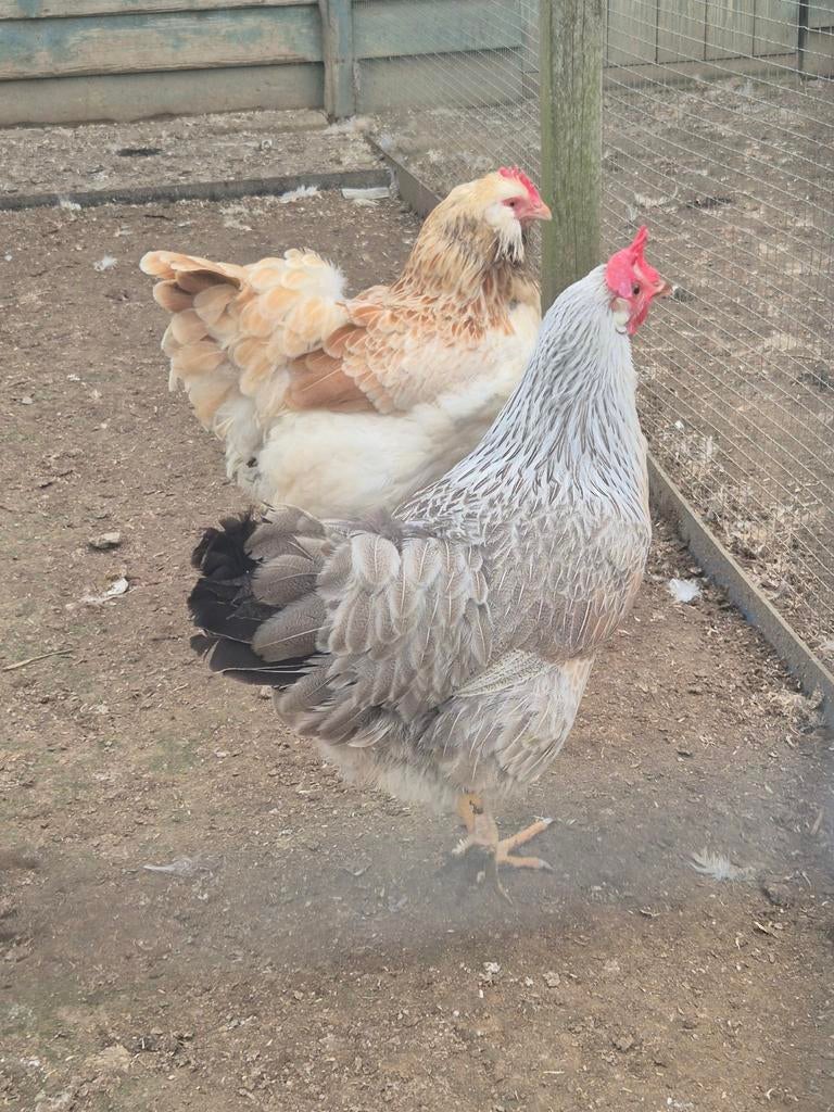 2 Leghorn hennen te koop, Dieren en Toebehoren, Pluimvee, Vrouwelijk, Kip