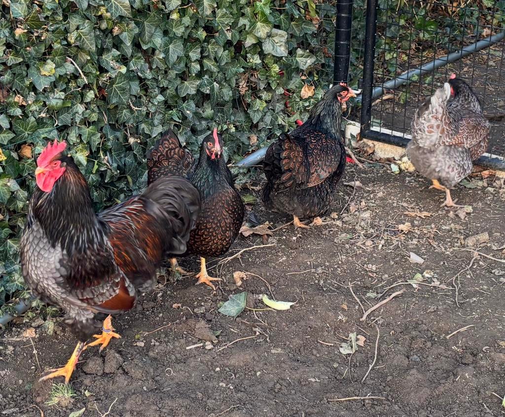 Barnevelder eieren dubbel gezoomd bruin en blauw (groot), Ophalen of Verzenden, Nieuw
