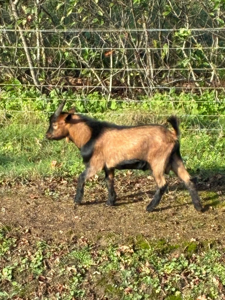 Te koop dwerggeit bok, Dieren en Toebehoren, Mannelijk, Geit, 0 tot 2 jaar