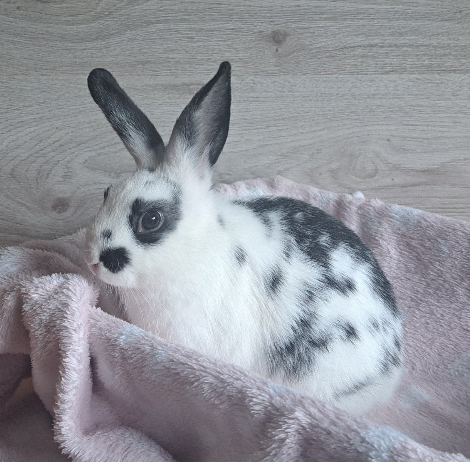 konijn, voedster. Geboren op 12 juni. Hangoor, handtam en ke, Dieren en Toebehoren, Vrouwelijk, Hangoor