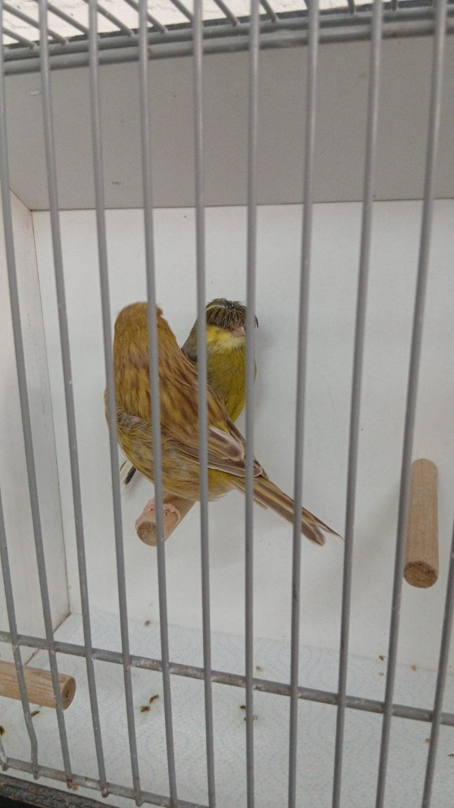 gloster koppel, Meerdere dieren, Postuurkanarie