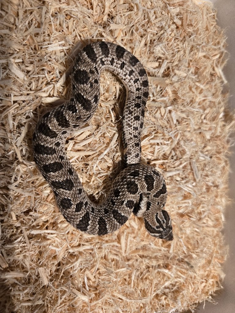 Haakneus 0.1 Hognose Snake - female for sale from Elke