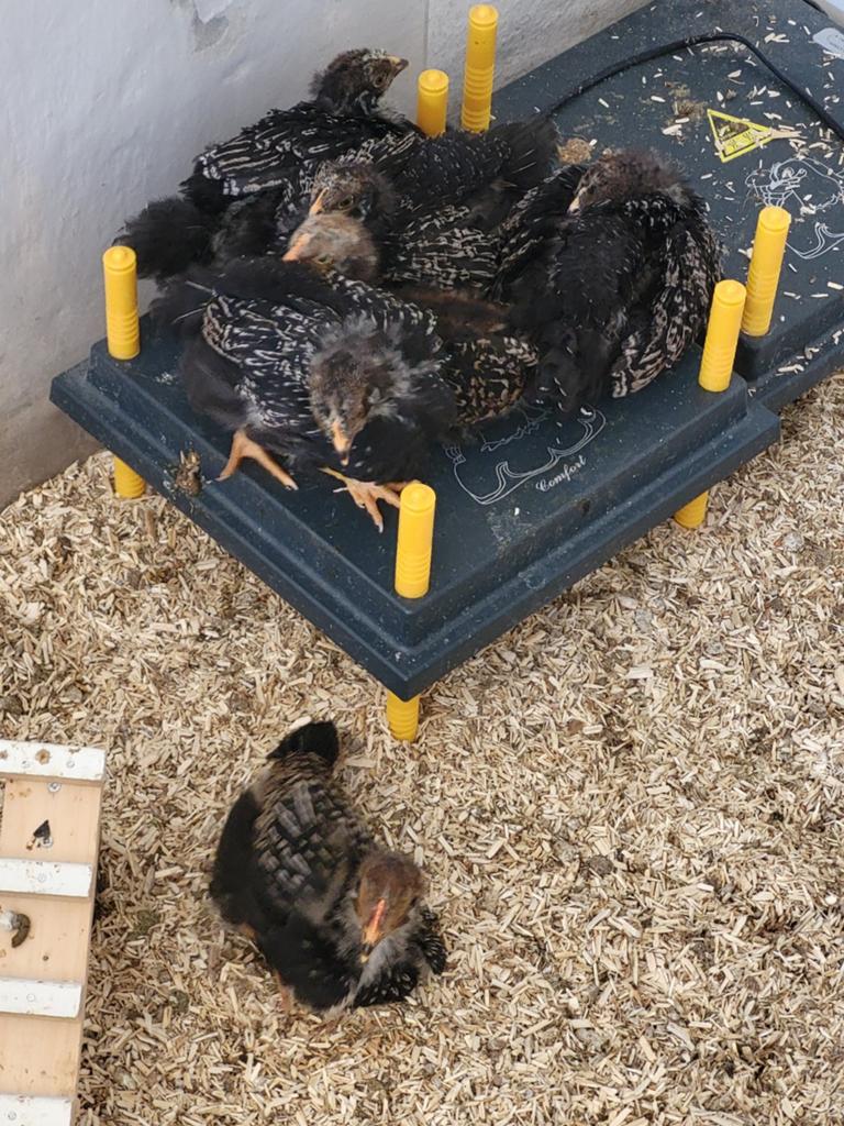 Dubbelgezoomde Barnevelder kuikens., Dieren en Toebehoren, Geslacht onbekend, Kip