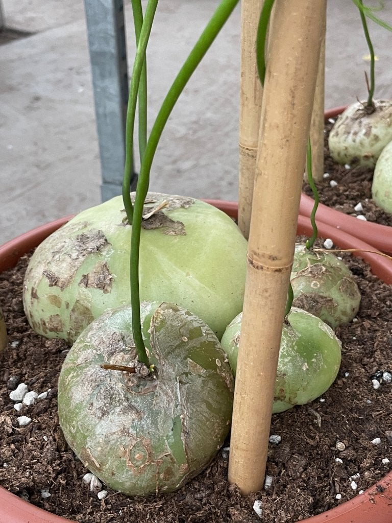 Caudex Bowiea Volubilis in de 30cm pot uit Zuid Afrika., Overige soorten, Ophalen of Verzenden, In pot, Minder dan 100 cm