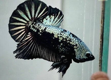 Betta man - Verschillende soorten - Koidream Valburg, Vis, Zoetwatervis