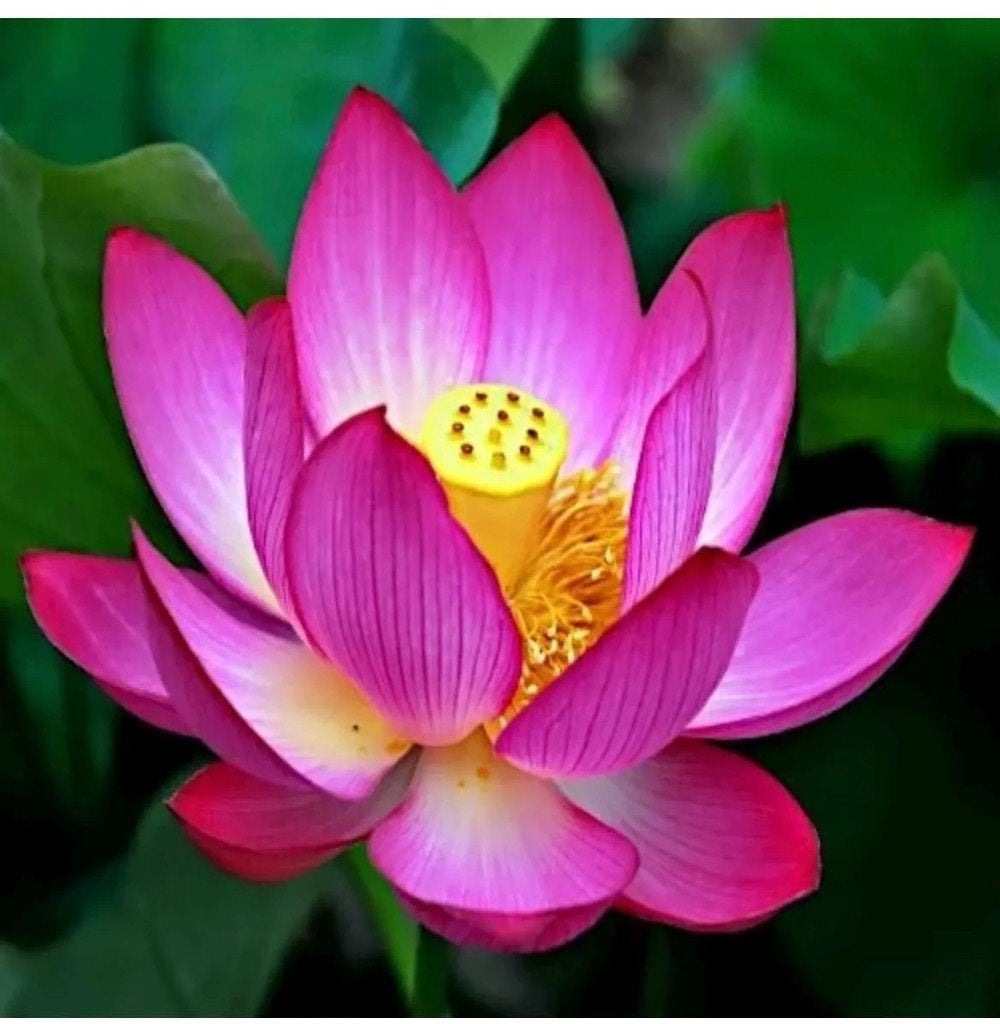 Lotus zaadjes, Nelumbo, met instructies. Winterhard, Verzenden, Halfschaduw