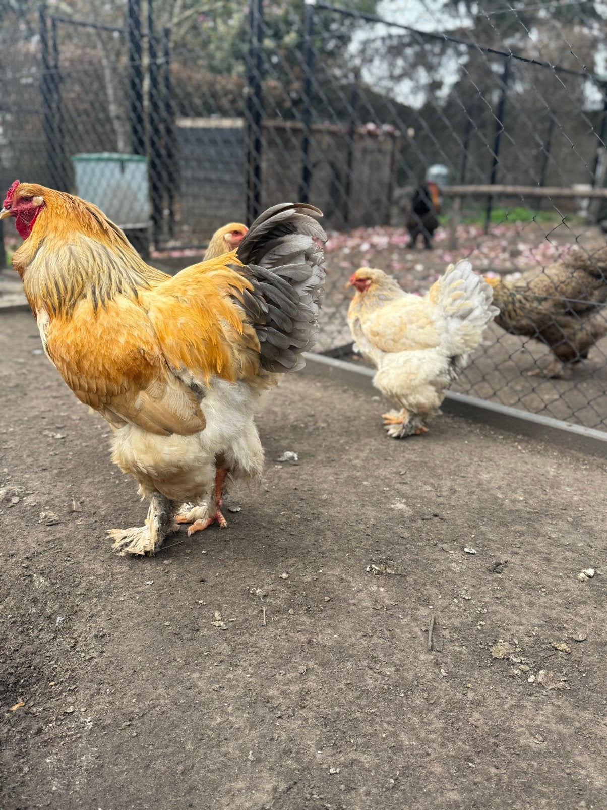 Brahma buff blauw hennen, Dieren en Toebehoren, Pluimvee, Vrouwelijk, Kip