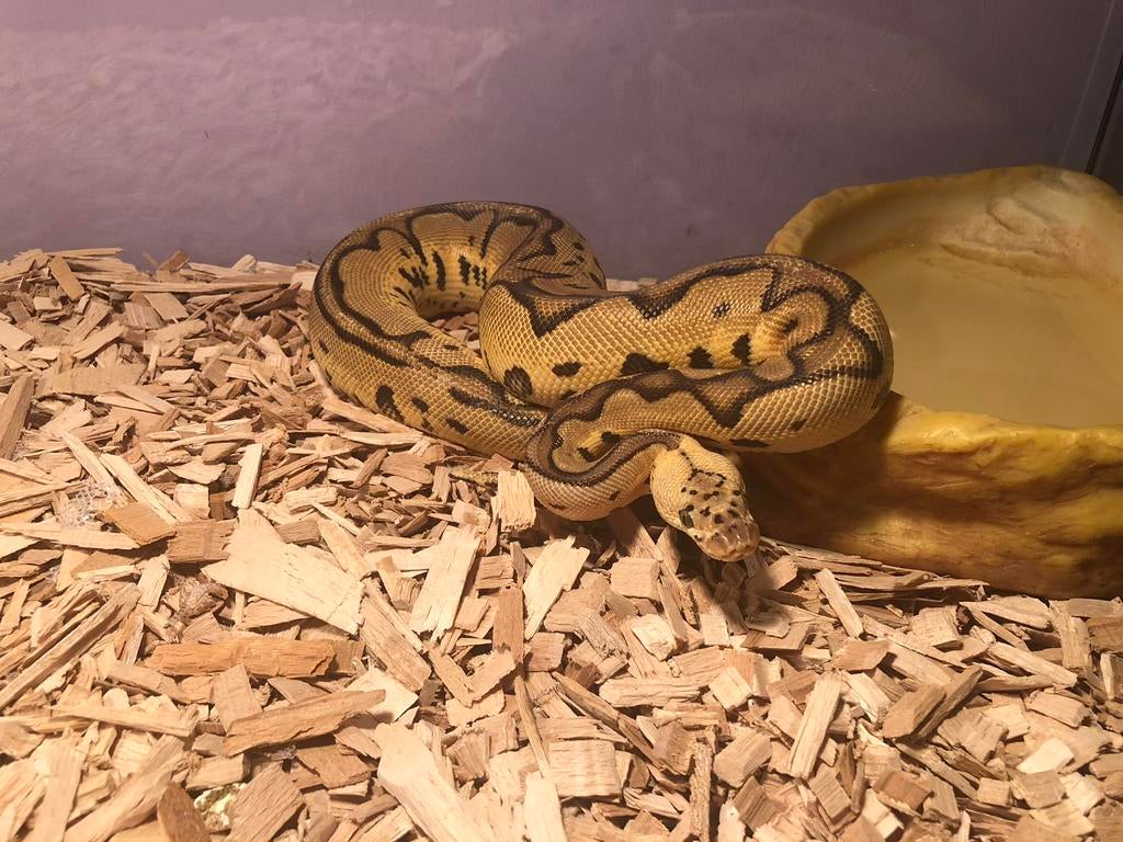Koningspython/Balpython  pastel,leopard,clown Ball Python - female for sale from Sietze