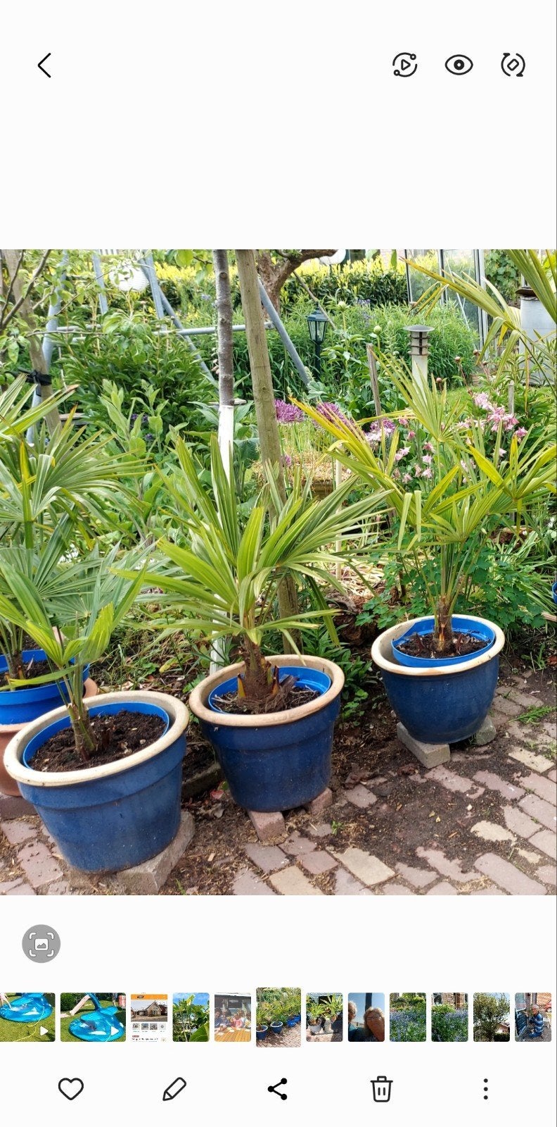 Trachycarpus fortunei, winterharde palmboom, Ophalen, Overige soorten, Volle zon
