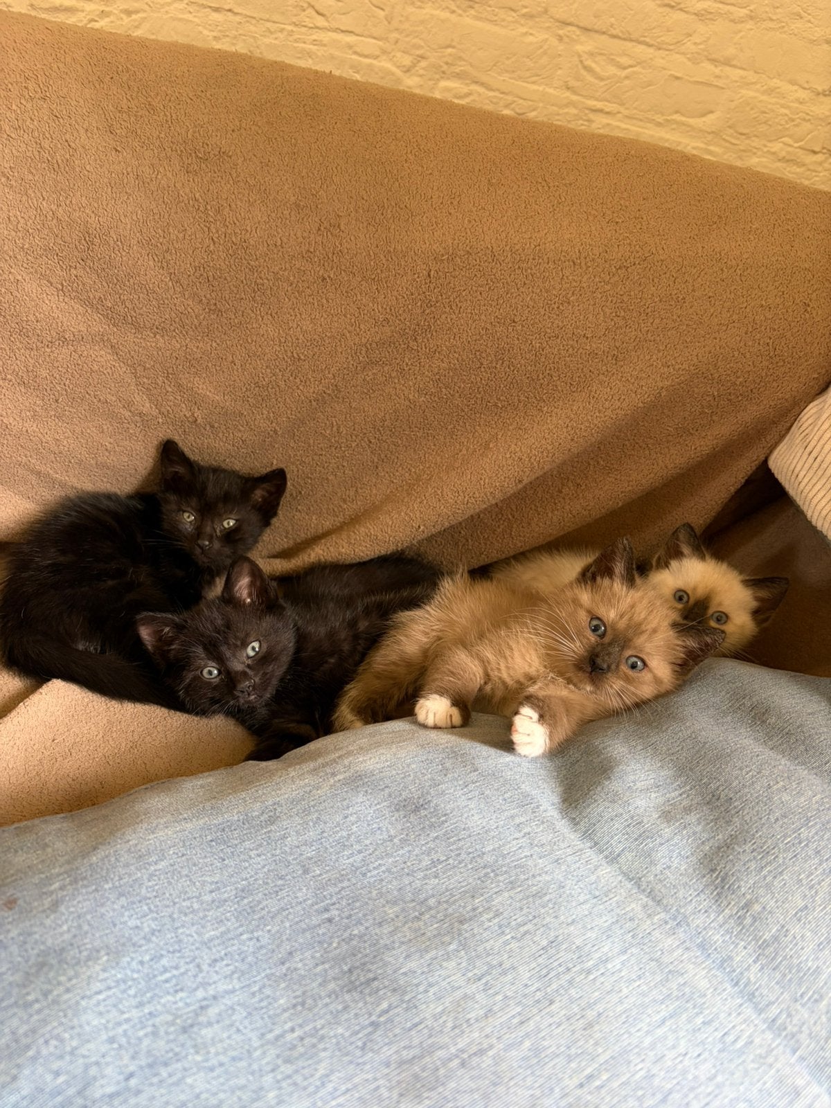 Super lieve ragdoll kittens, Meerdere dieren, Ontwormd