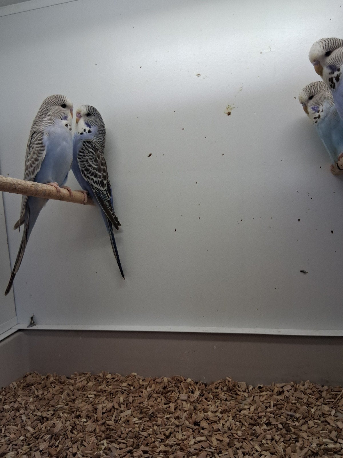 jonge standaard grasparkieten, Dieren en Toebehoren, Meerdere dieren, Parkiet