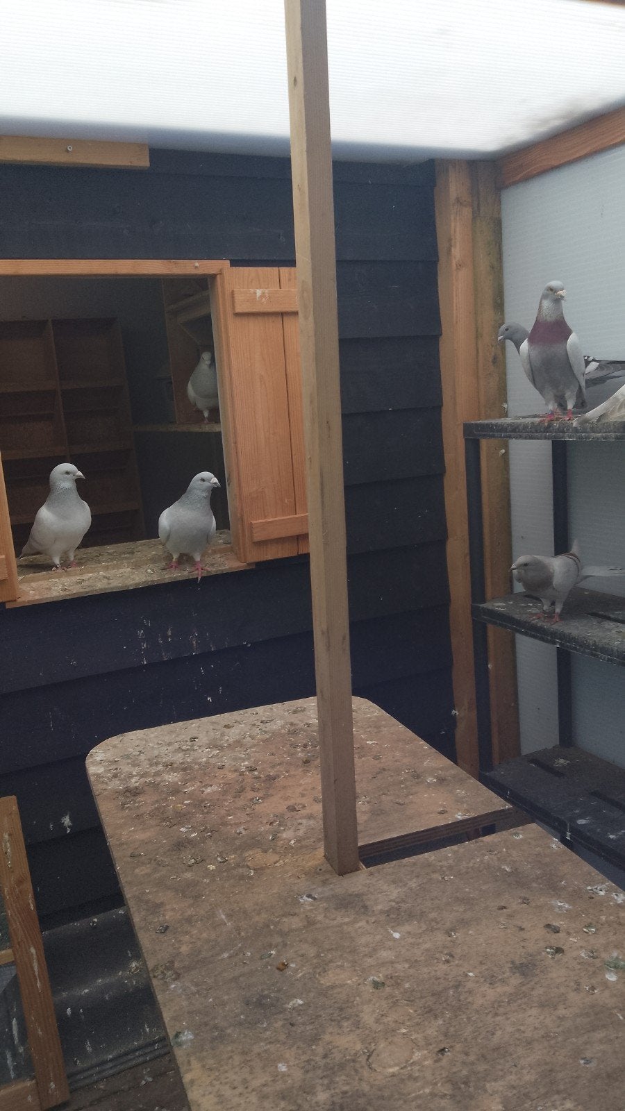 Kleur postduiven, Meerdere dieren, Postduif