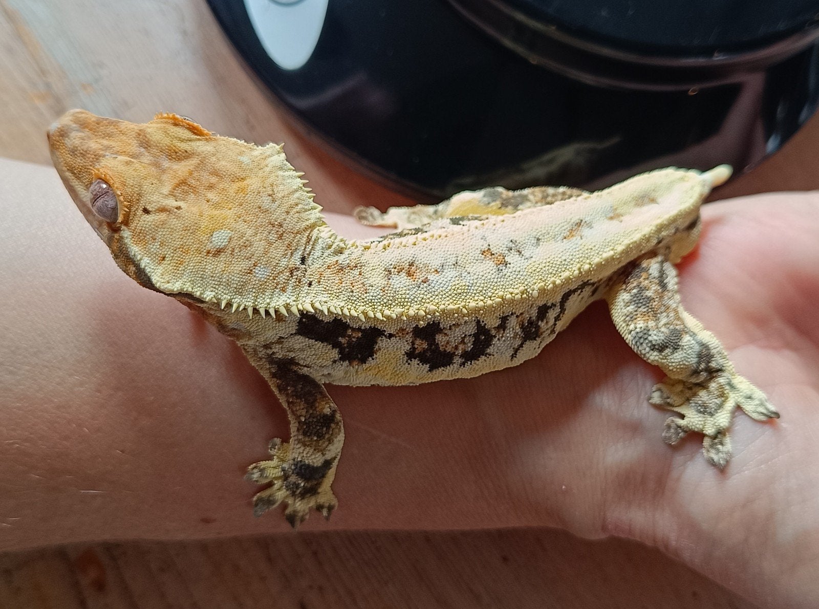 Wimpergekko man Lilly white 2021 Crested Gecko photo 3