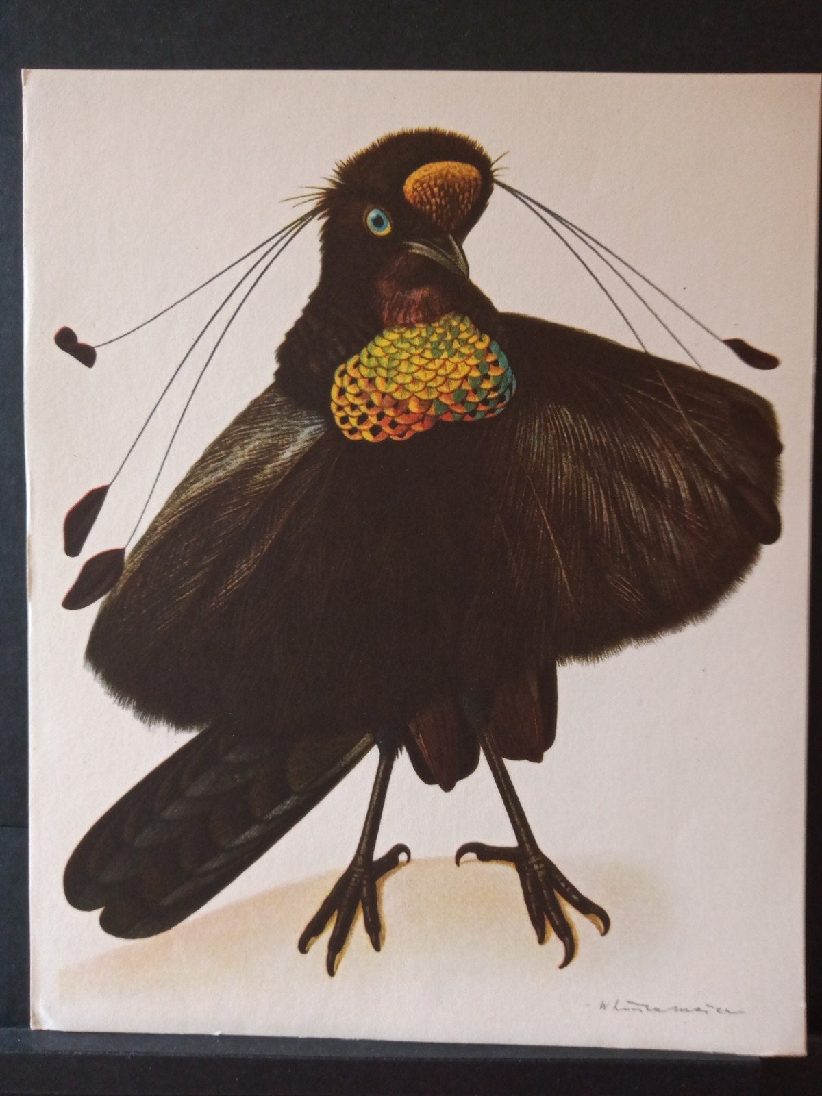Paradijsvogels namen zie omschrijving - getekend, Gebruikt, Verzenden, 1940 tot 1960, Dier
