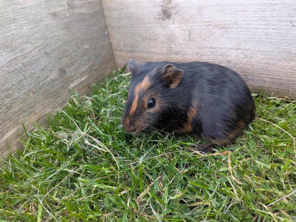 Gladhaar cavia mannetje, Dieren en Toebehoren, Knaagdieren, April, Mannelijk, Cavia
