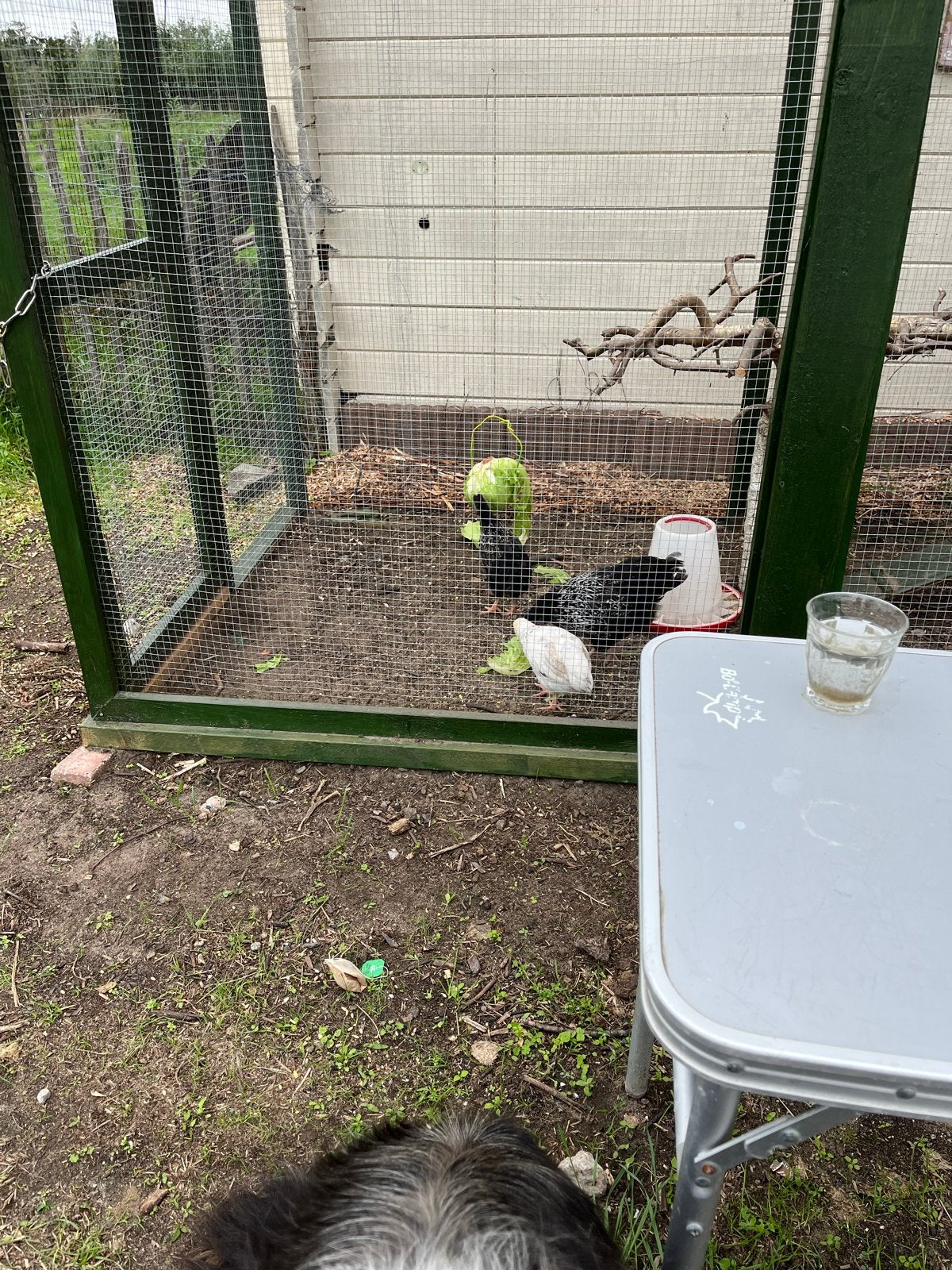 Barnevelder Kriel haan en twee hennen, Meerdere dieren, Kip