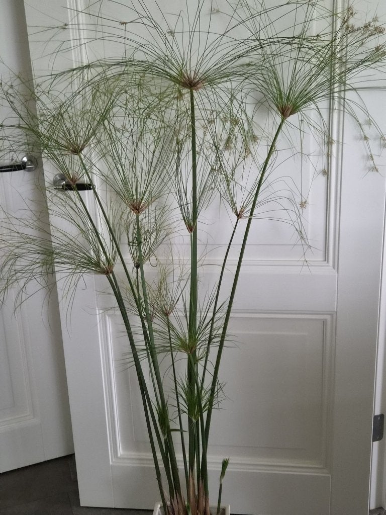 Aparte mooie papyrus parapluplant ongeveer 160 groot, Ophalen, Halfschaduw, 150 tot 200 cm