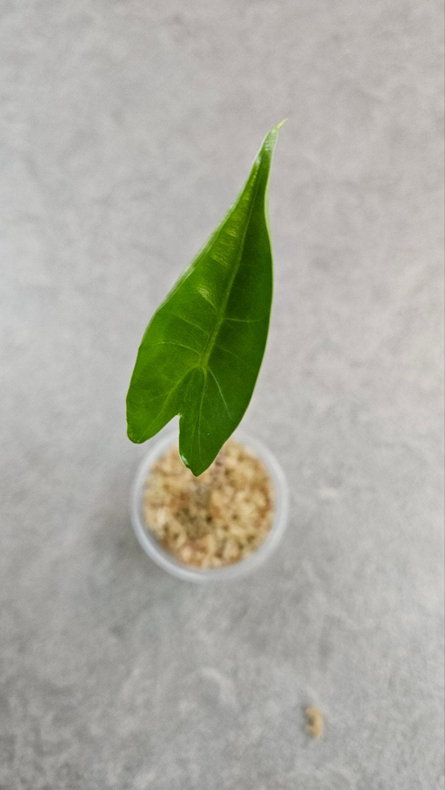 Alocasia Zebrina, Ophalen of Verzenden, Halfschaduw, Minder dan 100 cm