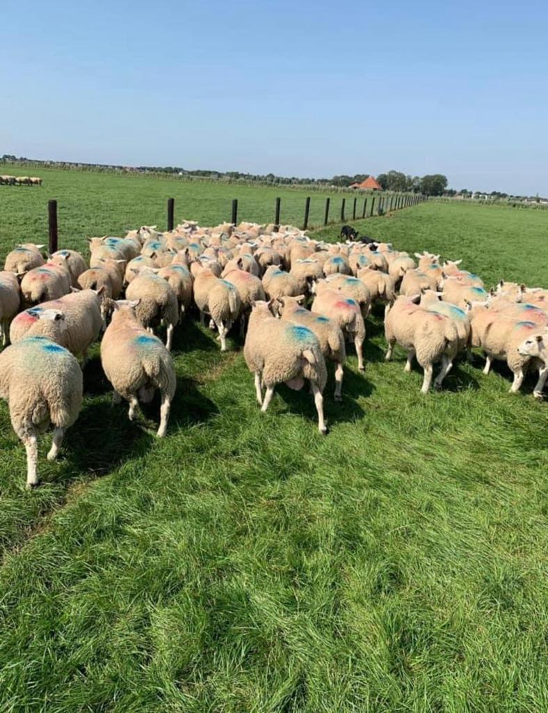 OFFERFEEST LAMMEREN 400 EURO NEDERLANSE LAMMEREN, Dieren en Toebehoren, Mannelijk, Schaap