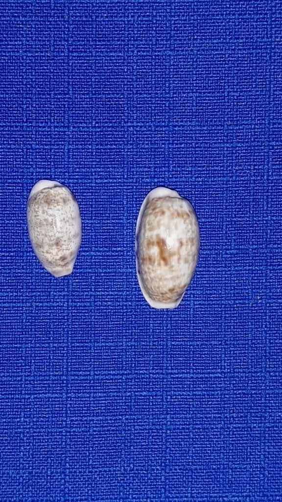 Schelpen, Cypraea teres, set van 2 stuks, Ophalen of Verzenden, Schelp(en)