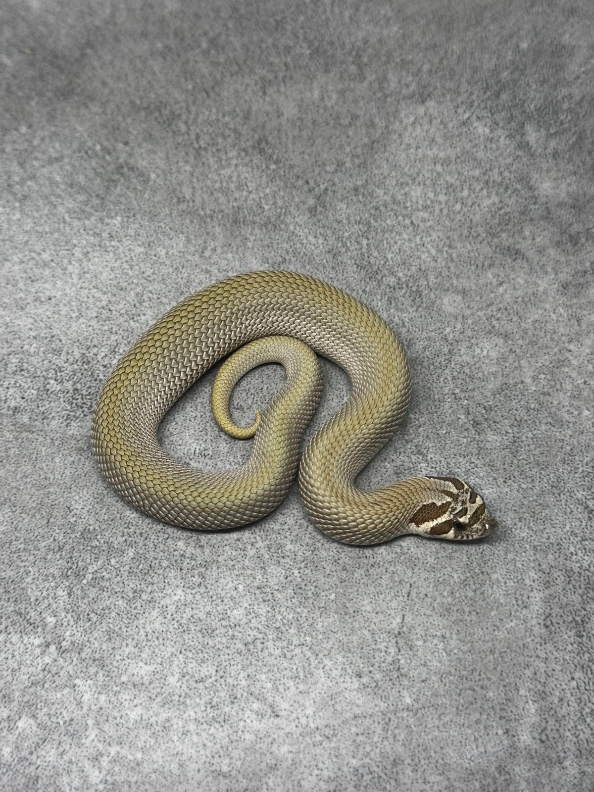 Heterodon nasicus haakneus slang Hognose Snake photo 2