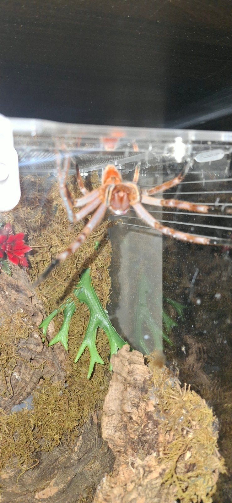 Te Koop! Verschillende Tarantula's & Spinnen, Dieren en Toebehoren, Spin of Schorpioen