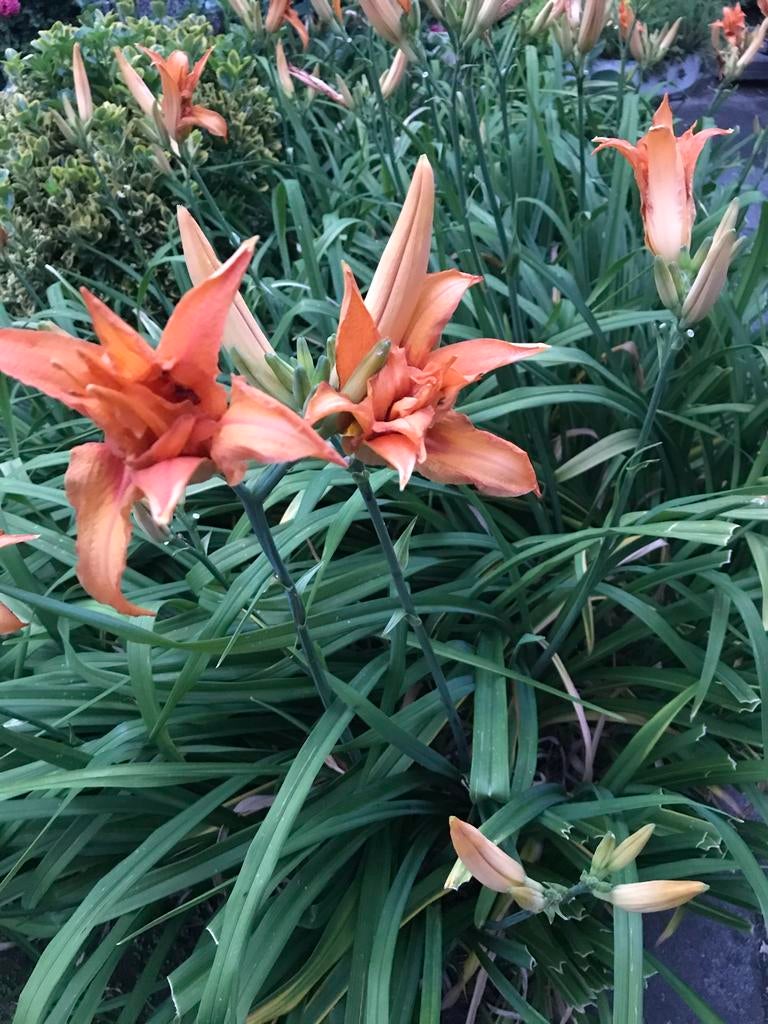 Oranje Daglelie (Hemerocallis) - Vaste plant, Overige soorten, Volle zon, Vaste plant, Ophalen of Verzenden