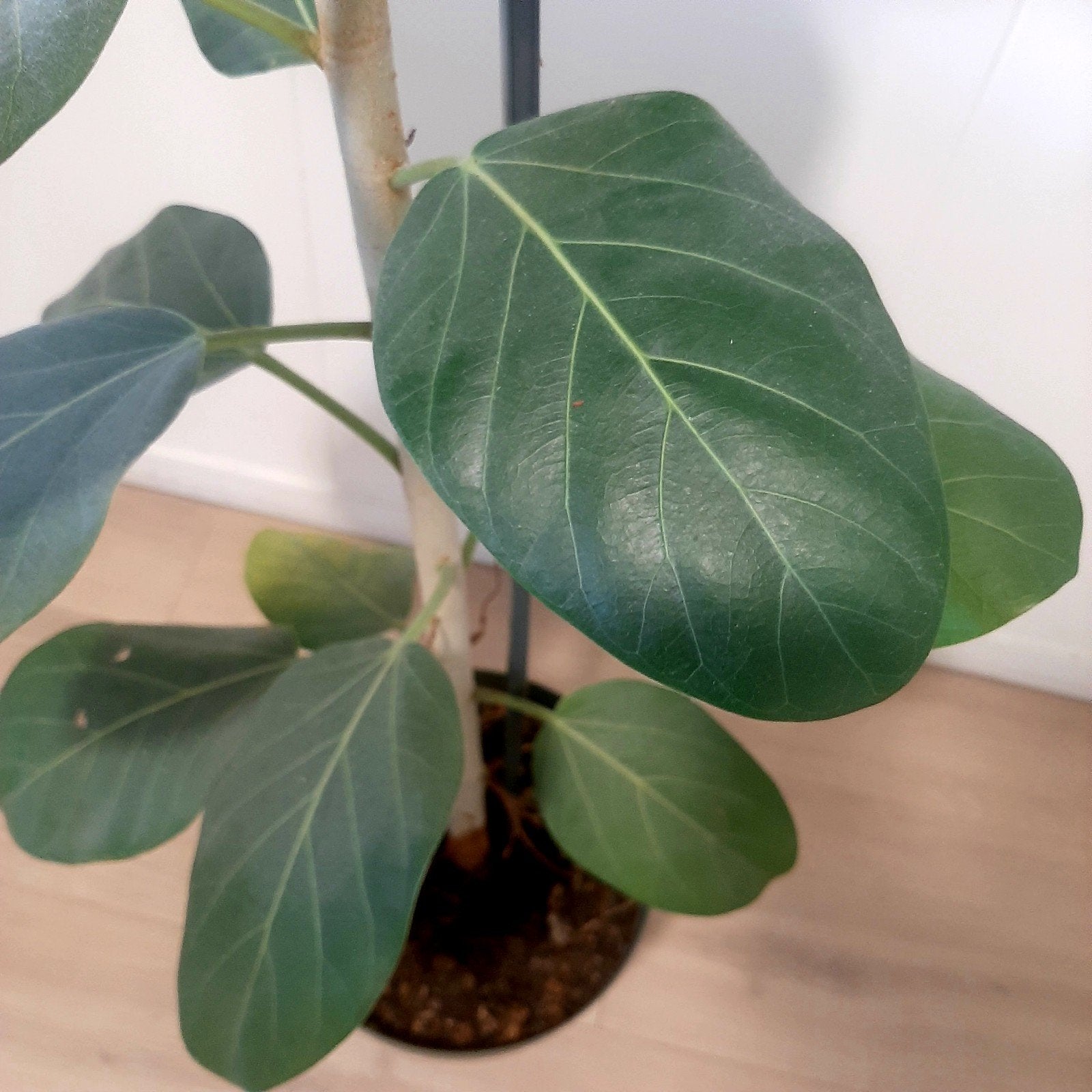 Ficus "Audrey"., Ophalen, Ficus, 100 tot 150 cm, Halfschaduw
