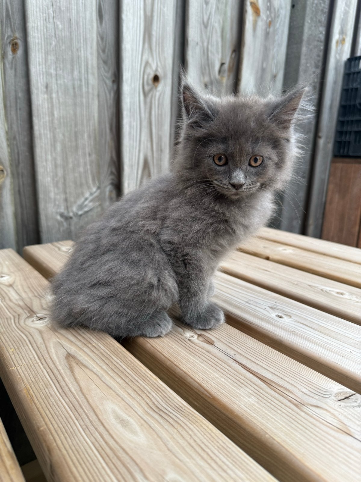 Maine Coon kitten kater, Dieren en Toebehoren, Katten en Kittens | Raskatten | Langhaar, Kater, Gechipt, 0 tot 2 jaar