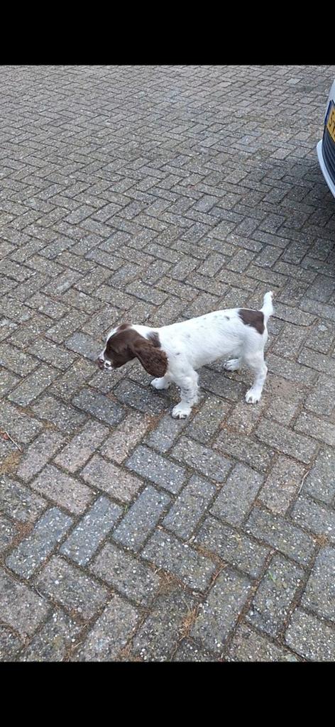 Engelse springer spaniel pup MAG HET NEST VERLATEN, Dieren en Toebehoren, Honden | Retrievers, Spaniëls en Waterhonden, Parvo