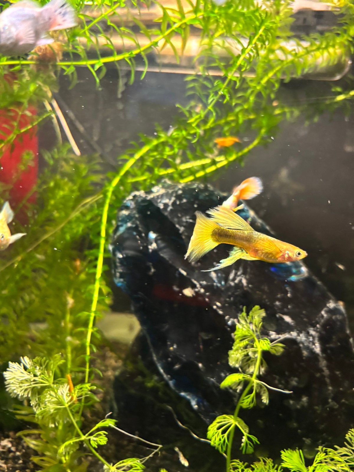Prachtige (Raszuivere) Aquariumvissen te koop!, Dieren en Toebehoren, Vissen | Aquariumvissen, Vis