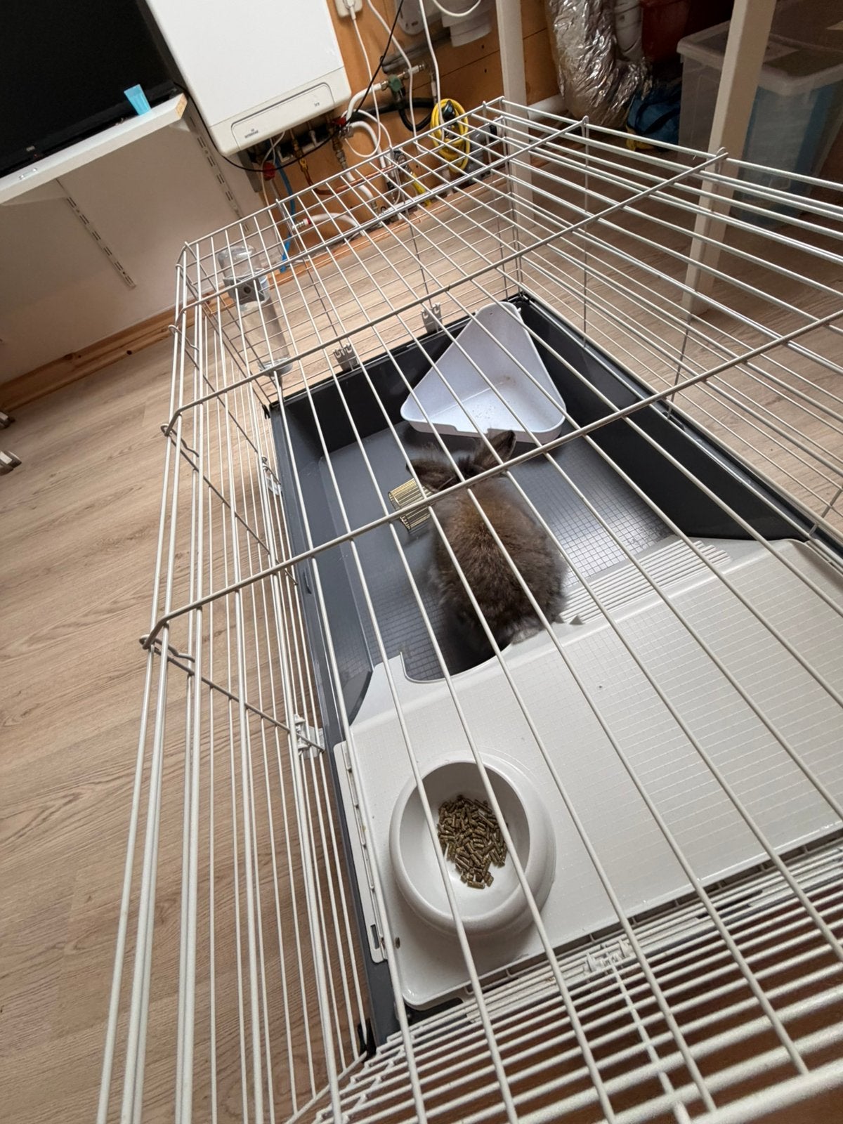 Lief konijntje (vrouwtje, 7 maanden) inclusief kooi, Dieren en Toebehoren, Ophalen, Kooi, Konijn, Minder dan 75 cm