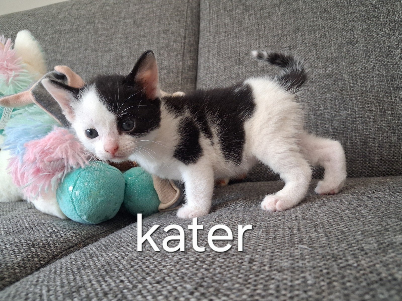 Prachtige kittens te koop!, Meerdere dieren, Kortharig, 0 tot 2 jaar