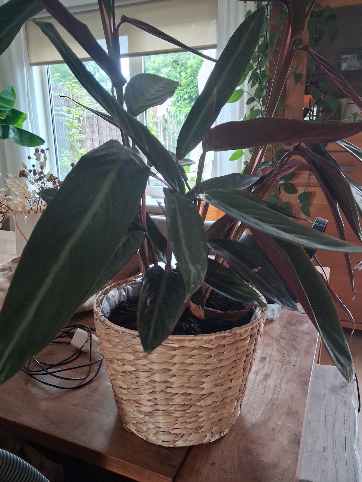 mooie pauwenplant, Ophalen, Halfschaduw, Minder dan 100 cm
