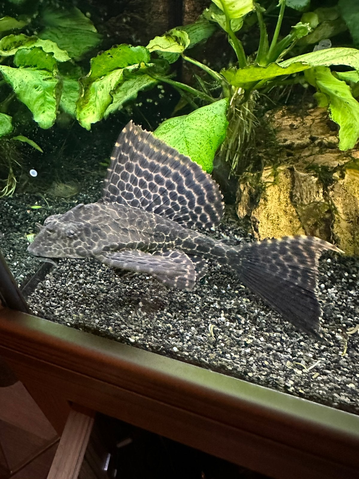 Pleco , algeneter, Dieren en Toebehoren, Vis, Zoetwatervis