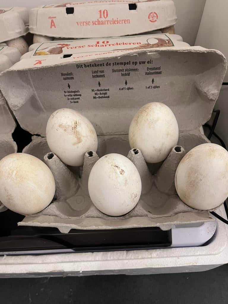 Broedeieren van de witte gans, Dieren en Toebehoren, Pluimvee, Geslacht onbekend, Gans of Zwaan