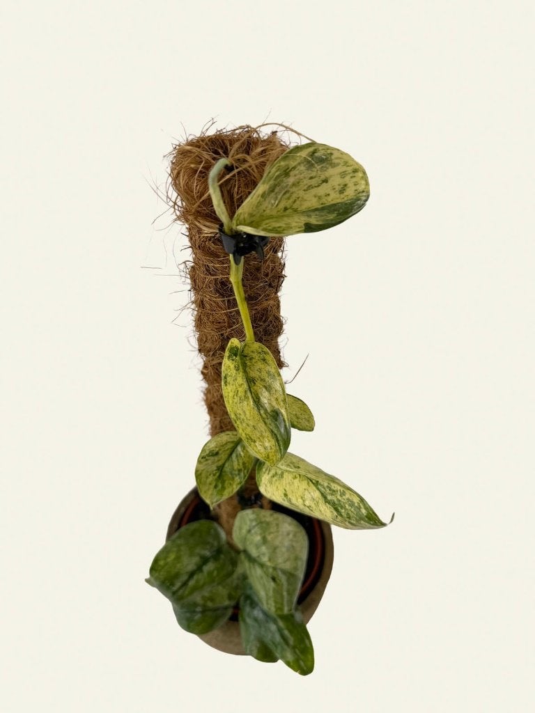 Scindapsus Dark Cloud, Huis en Inrichting, Kamerplanten, Ophalen of Verzenden, Halfschaduw, Minder dan 100 cm
