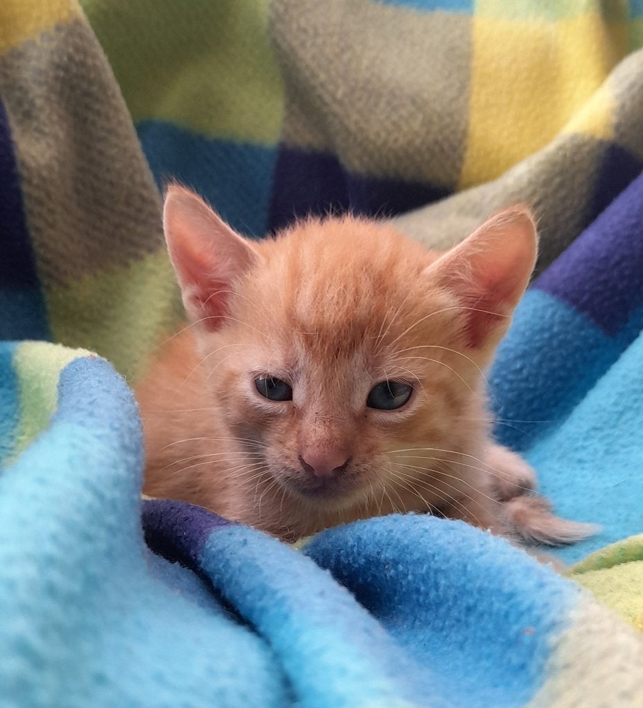 Kittens te koop, Dieren en Toebehoren, Meerdere dieren, Ontwormd, 0 tot 2 jaar